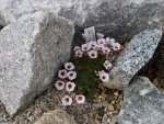 Saxifraga kabschia_Bellisant_ 10.04.2010.jpg