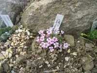 Saxifraga Laka 29.03.09.webp
