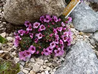 Saxifraga Love Me 27.03.2011.webp
