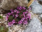 Saxifraga Love Me 27.03.2011.jpg