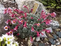 Saxifraga- Maria Theresae_03.04.2015.webp