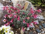 Saxifraga- Maria Theresae_03.04.2015.jpg