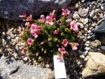 Saxifraga Peach Melba 03.04.2011.jpg
