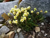 Saxifraga po. x elisabethae_Jason_03.04.2015.webp