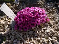 Saxifraga Satchmo 03.04.2011.jpg