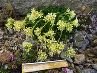 Saxifraga x webbrii_Pygmalion_ 22.04.09.2011 .webp