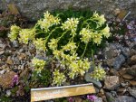 Saxifraga x webbrii_Pygmalion_ 22.04.09.2011 .jpg