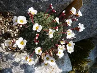 Saxifraga_Barbara_11.04.2015.webp