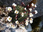 Saxifraga_Barbara_11.04.2015.jpg