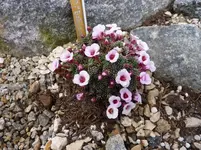 Saxifraga_Bellisant_26.03.2015.webp
