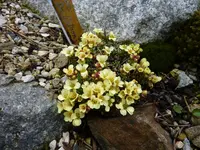 Saxifraga_Dr. Watson_03.04.2015.webp