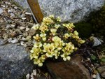 Saxifraga_Dr. Watson_03.04.2015.jpg