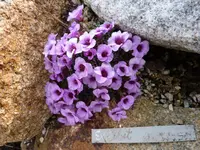 Saxifraga_Exhibit_11.04.2015.webp