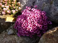 Saxifraga_Foxtrott_18.04.2015.jpg