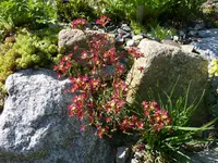 Saxifraga_Jaromir_14.05.2015.jpg