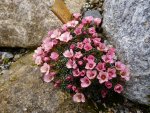 Saxifraga_Rumba_03.04.2015.jpg