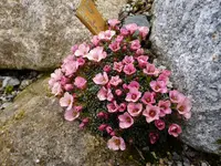 Saxifraga_Rumba_03.04.2015.webp