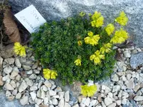 Saxifraga_semmleri_07.04.2010.webp