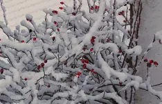 wntr15 (2).webp
