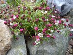 Saxifraga arendsii Hybride_26.03.2015.jpg
