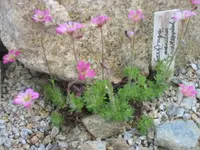 Saxifraga x arendsii_Feuerteppich_02.05.09.webp