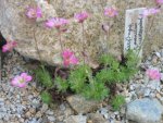 Saxifraga x arendsii_Feuerteppich_02.05.09.JPG