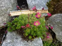 Saxifraga x arendsii_Ingeborg_29.04.2015.jpg