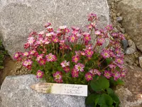 Saxifraga x arendsii_Peter Pan_22.04.2011 .jpg