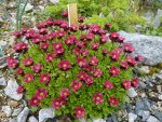 Saxifraga x arendsii_Roter Zwerg_11.05.2013.jpg
