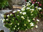Saxifraga x arendsii_Schneezwerg_29.04.2015.jpg