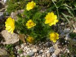 Adonis vernalis_04.04.2014.jpg