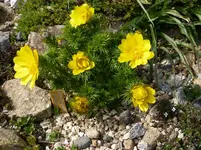 Adonis vernalis_04.04.2014.webp