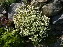 Saxifraga x arendsii_Schwefelblüte_16.05.2015.jpg