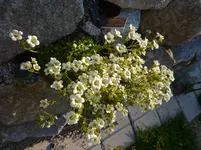 Saxifraga_x_arendsii_Schwefelbluete_24.05.2012.jpg