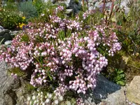 Andromedia polifolia “ Nikko”_16.05.2015.jpg