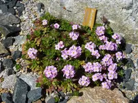 Androsace carnea_28.04.2012.jpg