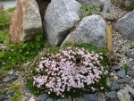 Asperula boissieri_23.05.2014.jpg
