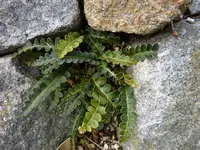 Asplenium ceterach_23.03.2015.jpg