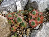 Androsace sarmentosa_Salmon_15.11.09.webp