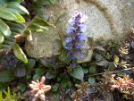 Ajuga reptans_Mini Mahagoni_14.05.2015.jpg