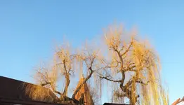 DSCF4932 (3).webp