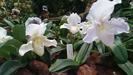 Bilda068.webp