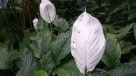 Bilda071.webp