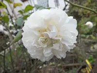 DSCF6789.JPG