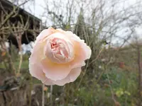 DSCF6903.JPG