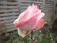DSCF6822.webp