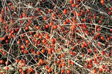 DSCF4940 (2).webp
