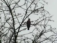 DSCF7003.webp