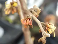 DSCF6959.webp