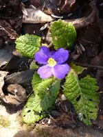 P1010247.webp
